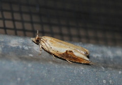 Pseudexentera costomaculana