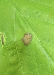 Phyllosticta hamamelidis