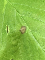 Phyllosticta hamamelidis