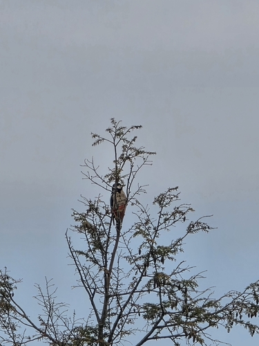Great Spotted Woodpecker