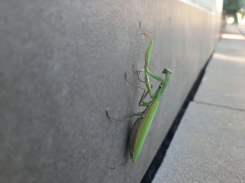 European Mantis