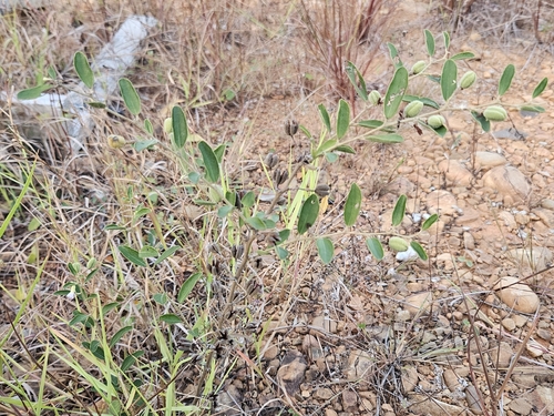 Helicteres angustifolia observed 2026-10-19