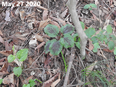 Smilax nipponica