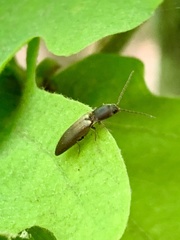 Dolerosomus silaceus