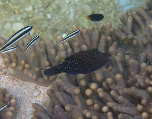 Canthigaster amboinensis observed 2026-10-19