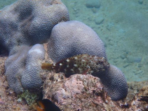 Cirrhitus pinnulatus observed 2026-10-19