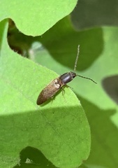 Dolerosomus silaceus