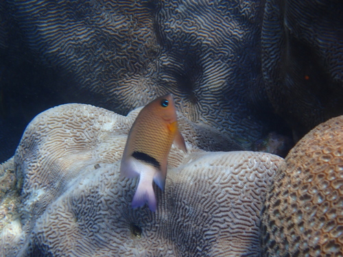 Plectroglyphidodon dickii observed 2026-10-19