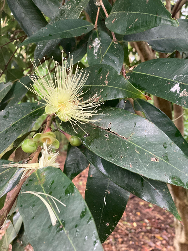 Syzygium jambos observed 2026-10-15