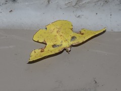 Corymica