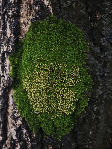 Venturiella sinensis observed 2026-10-19