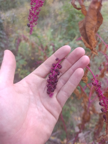 American pokeweed