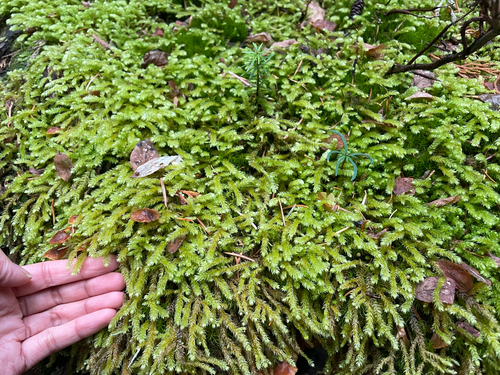 Rhytidiopsis robusta, 2026-10-18