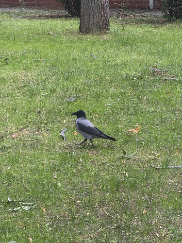 Hooded Crow