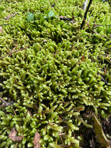 Rhytidiopsis robusta, 2026-10-18