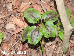 Smilax nipponica