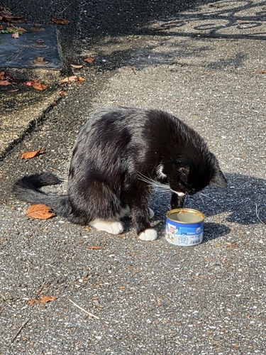 Domestic Cat