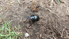 Lucanus placidus