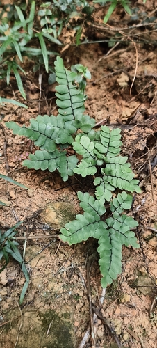 Adiantum flabellulatum observed 2026-10-19