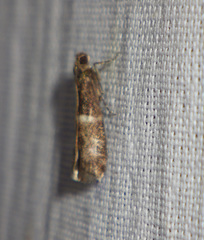 Elegia similella