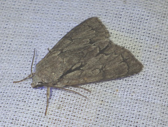 Acronicta psi