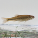 Fathead Minnow - Photo (c) Mike V.A. Burrell, some rights reserved (CC BY-NC), uploaded by Mike V.A. Burrell
