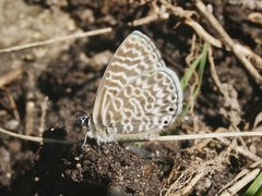 Leptotes lamasi