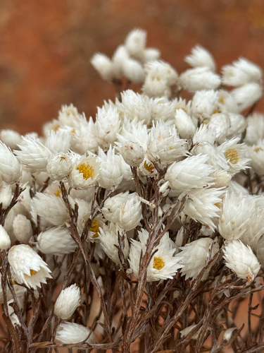 Rhodanthe floribunda observed 2026-10-19