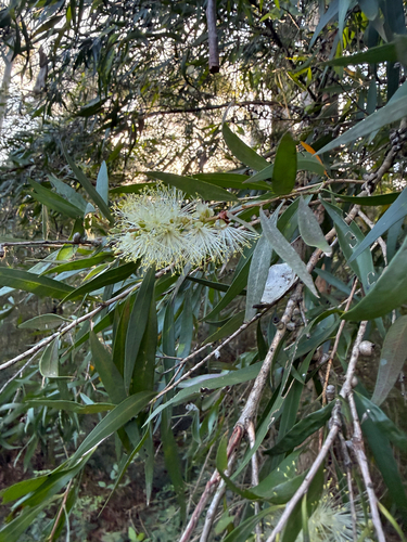 Callistemon salignus observed 2026-10-14