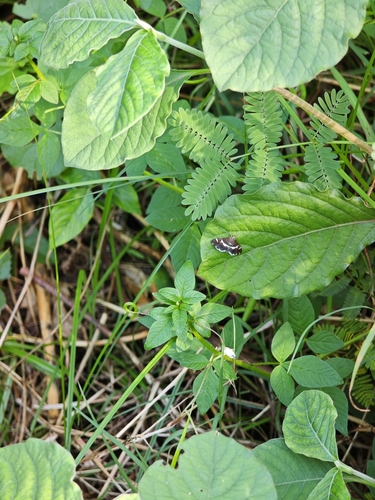 Hawaiian Beet Webworm Moth