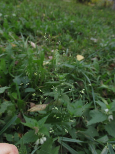 Poa palustris, 2026-10-18