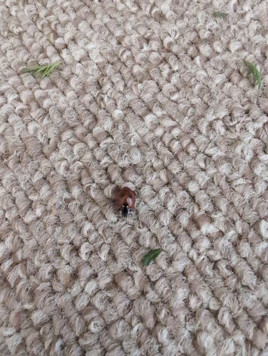 Seven-spotted Lady Beetle