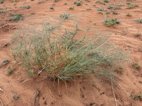 mesa dropseed