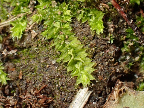 Racopilum cuspidigerum observed 2026-10-15