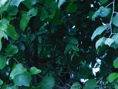 Vireo griseus
