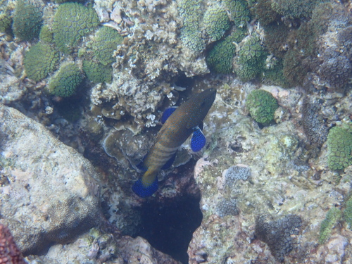 Cephalopholis argus observed 2026-10-19