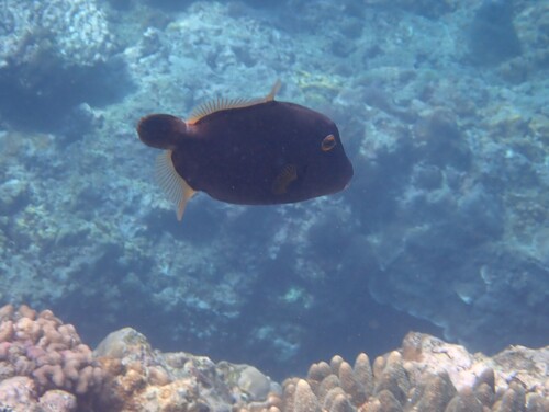 Cantherhines dumerilii observed 2026-10-19