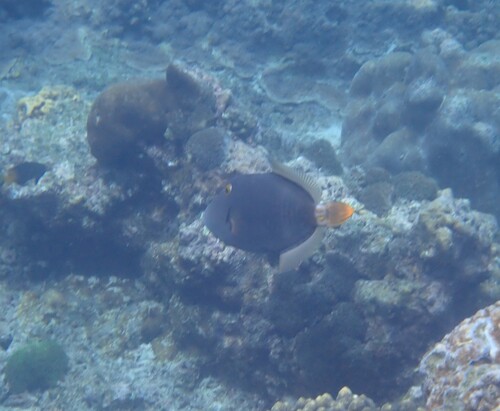 Cantherhines dumerilii observed 2026-10-19