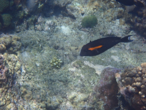 Acanthurus olivaceus observed 2026-10-19