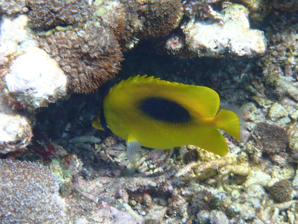 Mirror butterflyfish
