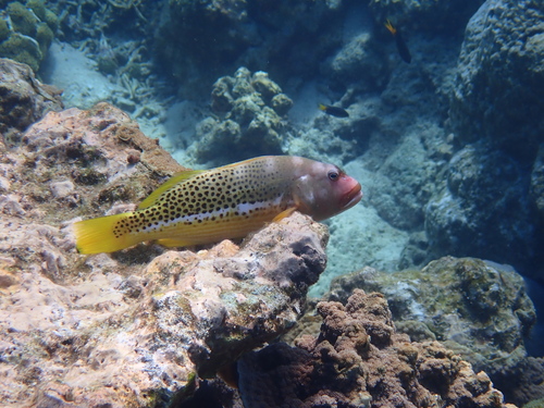 Paracirrhites hemistictus observed 2026-10-19