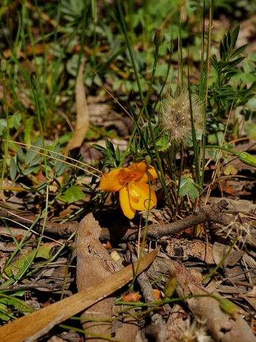 Petalostylis labicheoides observed 2026-10-15