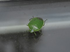 Glaucias