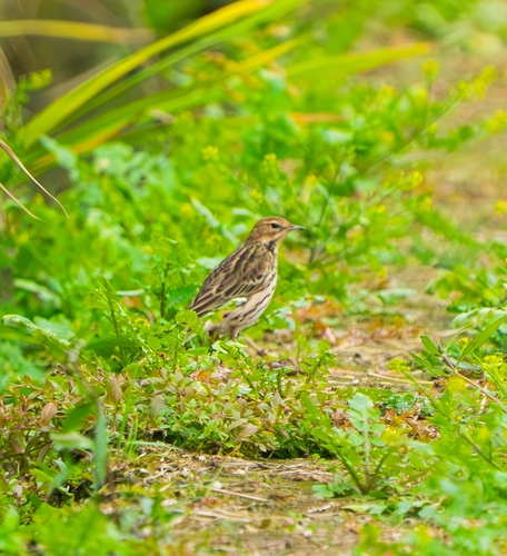 Red-throated Pipit
