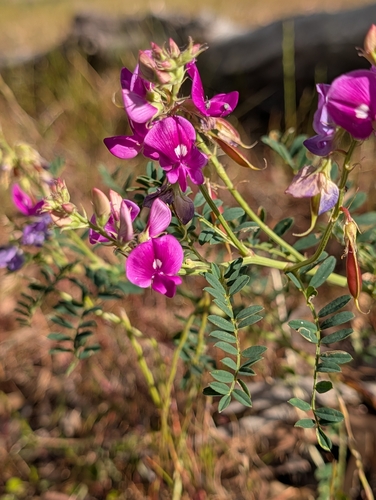 Swainsona galegifolia observed 2026-10-19