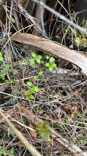 Gonocarpus incanus, 2026-10-19