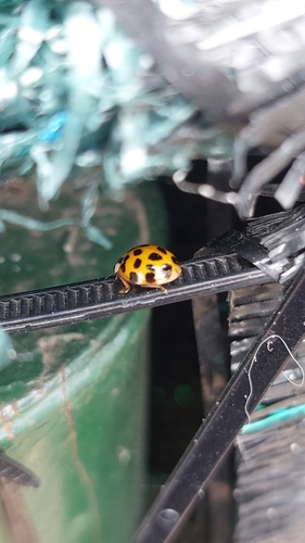 Asian Lady Beetle
