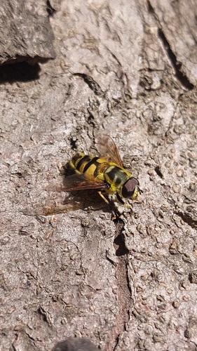 Yellow-haired Sun Fly