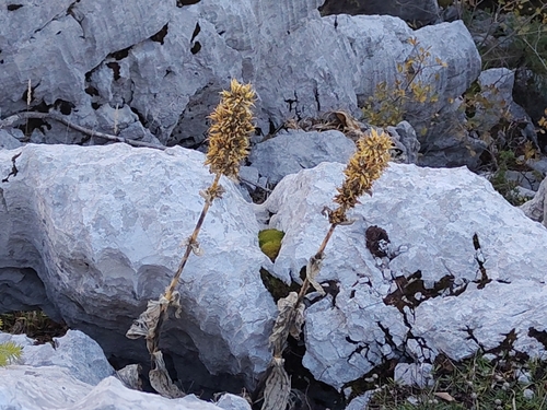 Great Yellow Gentian