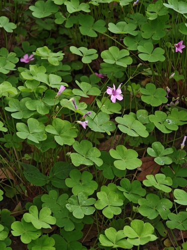 pink-sorrel